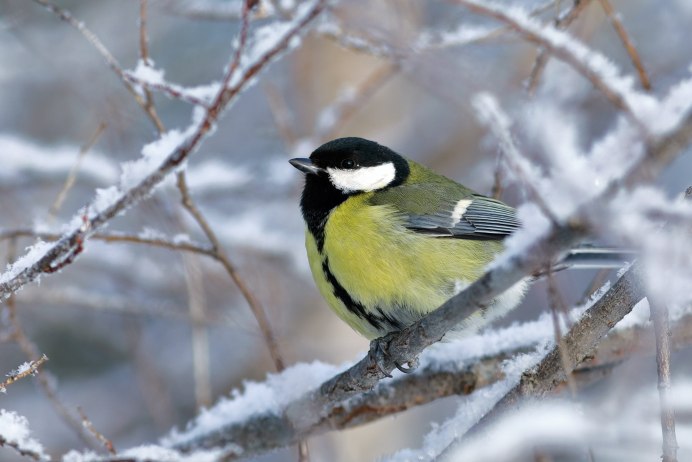 Синеголовая синица