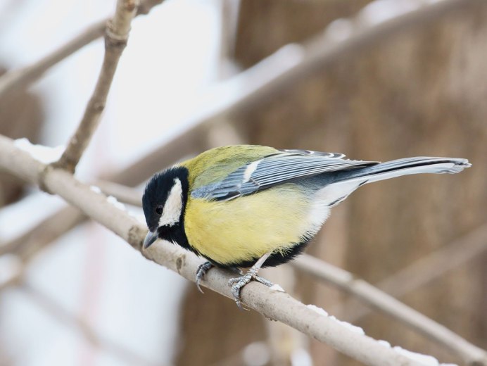 Синичка Амар