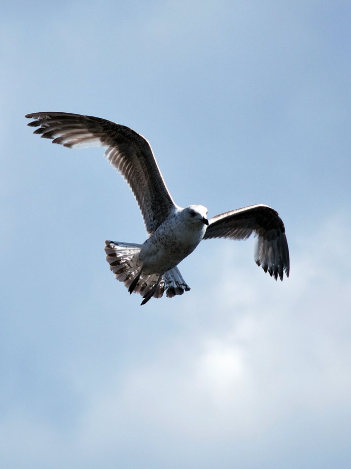 Птица в полёте