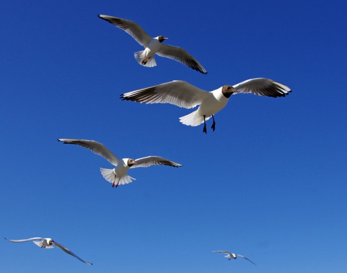 Стая птиц в полете