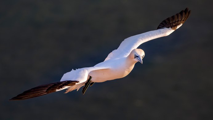 Птица в полете