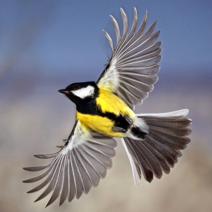 Иволга и синица