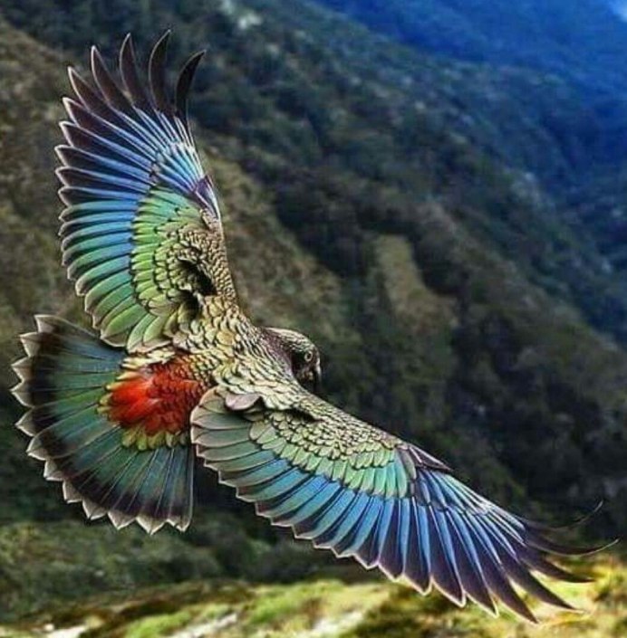 Попугай Кеа новая Зеландия