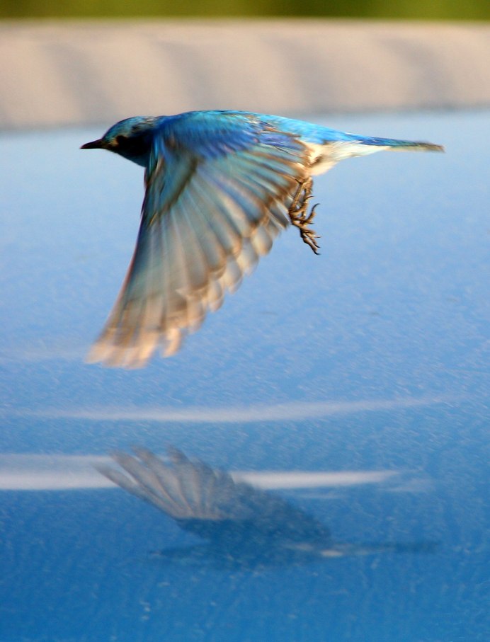 Парящая птица