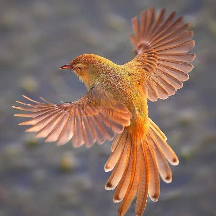 Рыжая птица