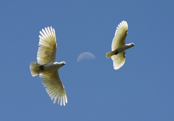 Две птицы в полете