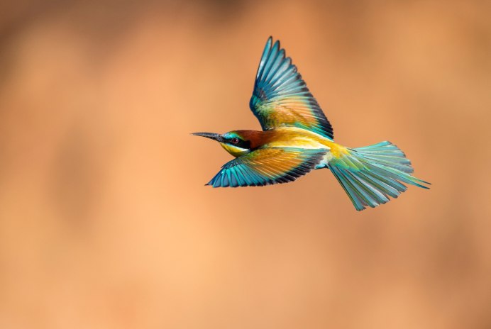 Золотистая щурка