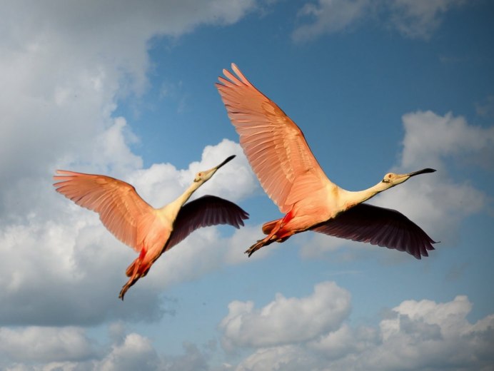 Красивые птички в полете