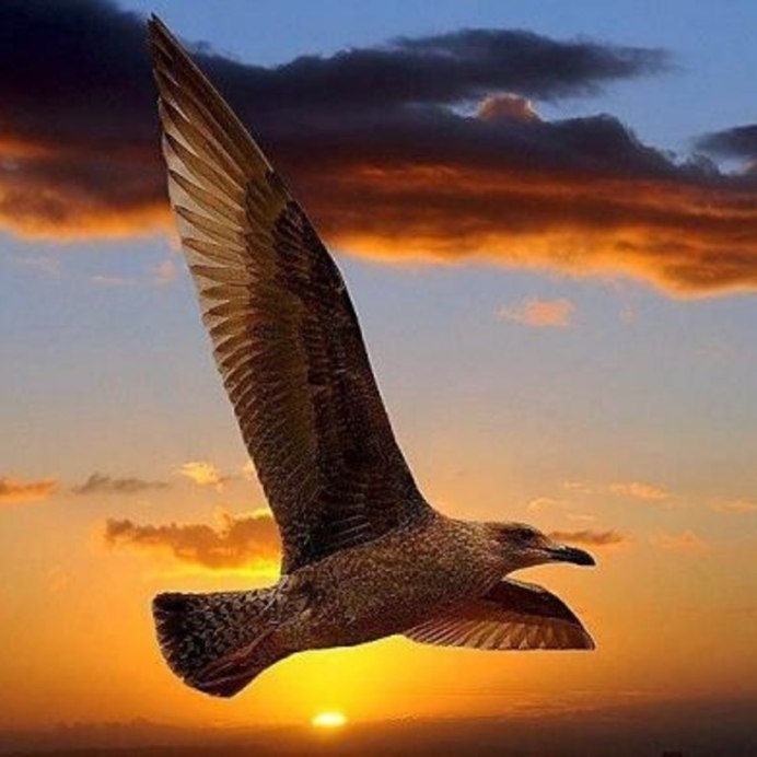 Парящая птица