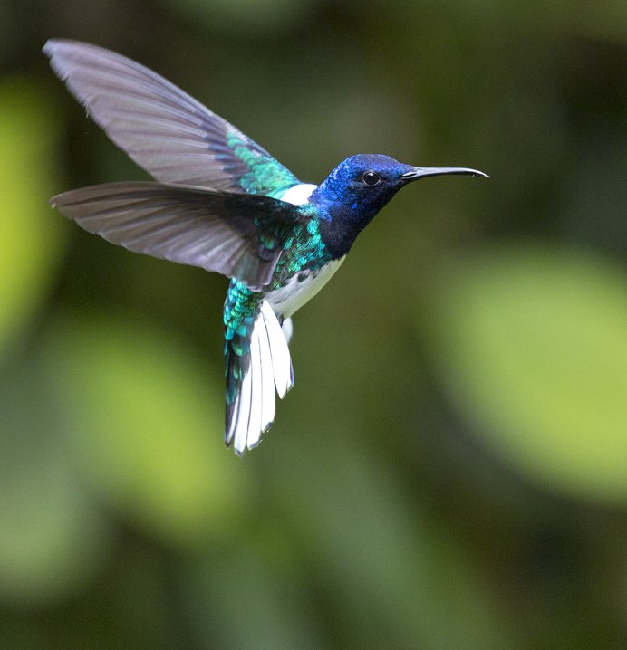 Ракетохвостые Колибри