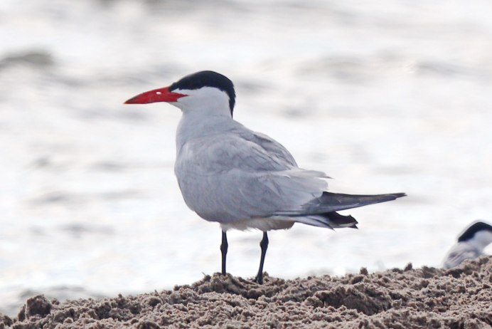 Чеграва (Hydroprogne Caspia)