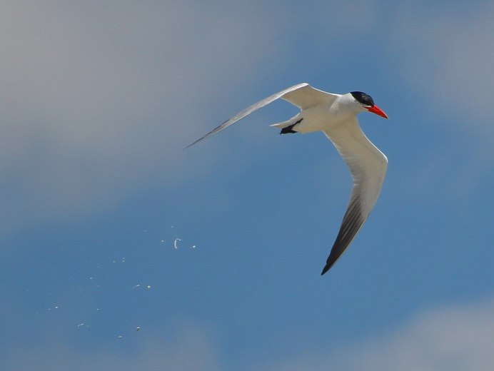 Чеграва (Hydroprogne Caspia)