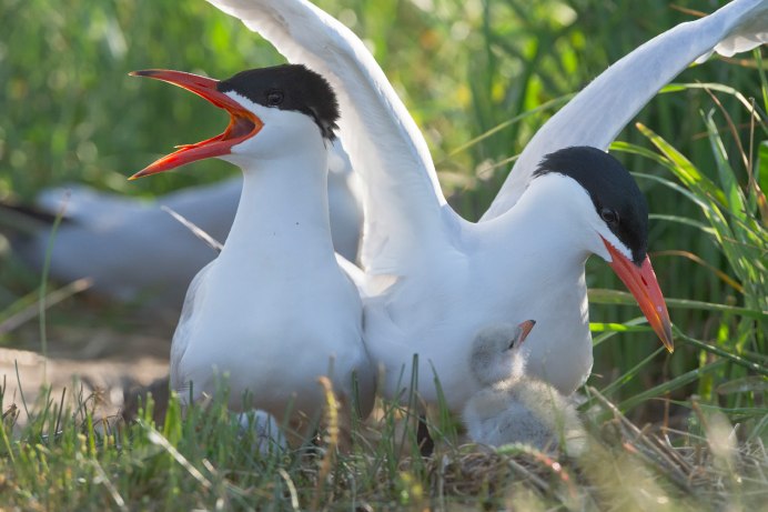 Чеграва (Hydroprogne Caspia)
