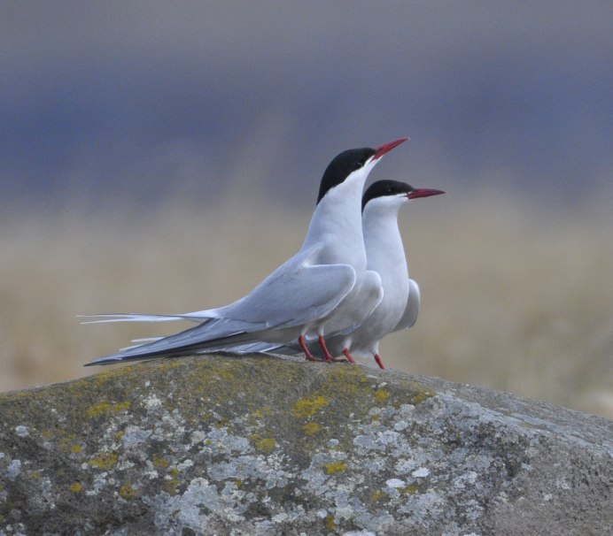 Caspian Tern