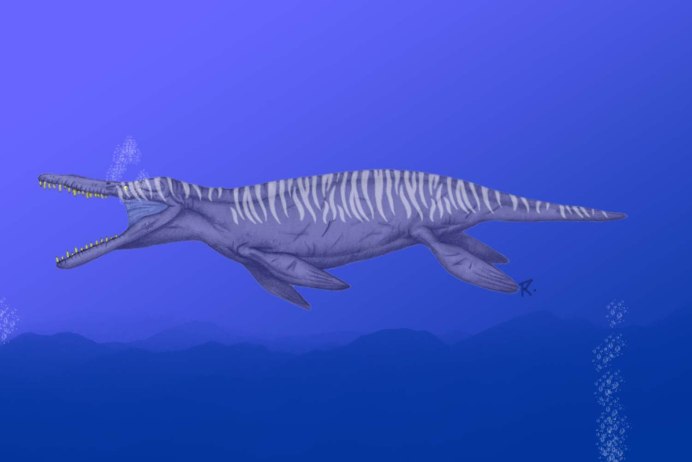 Kronosaurus queenslandicus