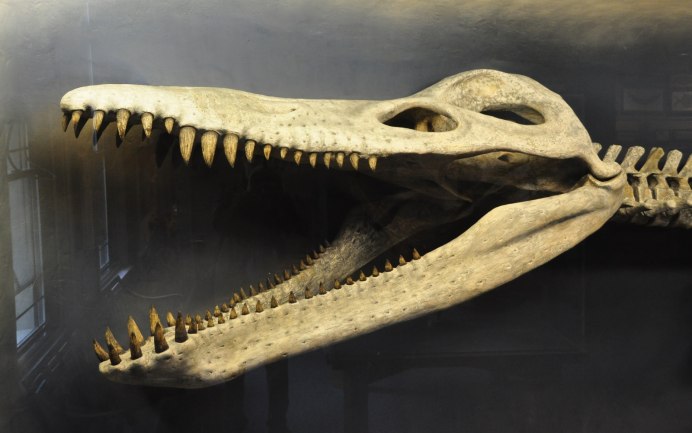 Kronosaurus queenslandicus