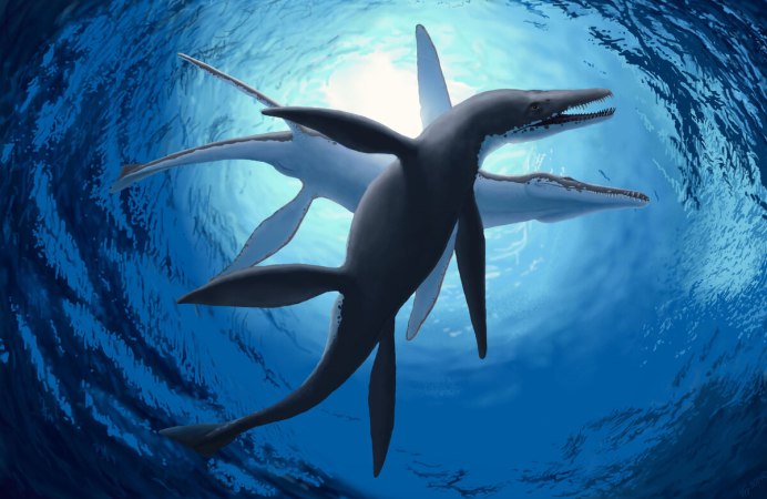 Kronosaurus queenslandicus