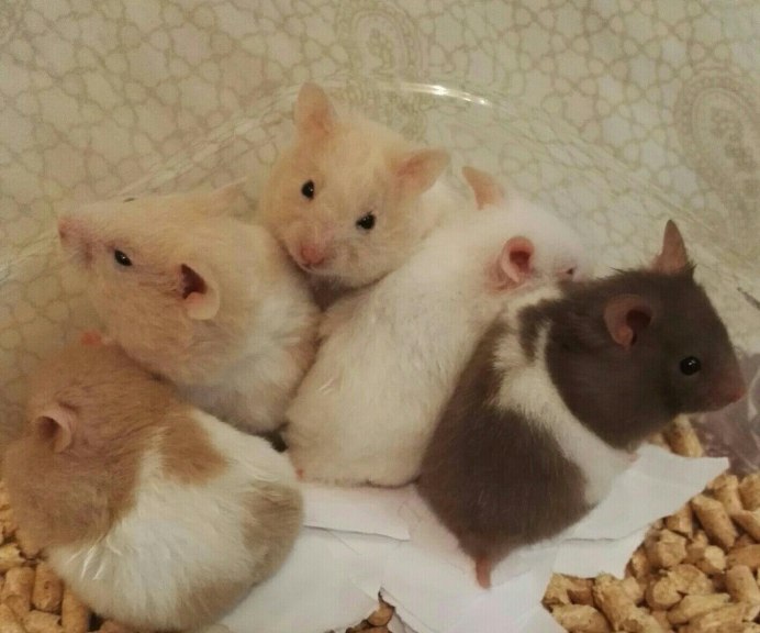 Сирийский ангорский хомяк