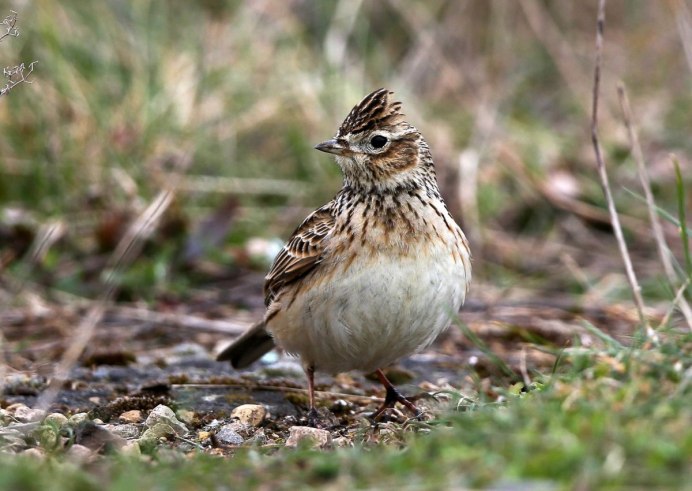 Полевой Жаворонок трясогузка