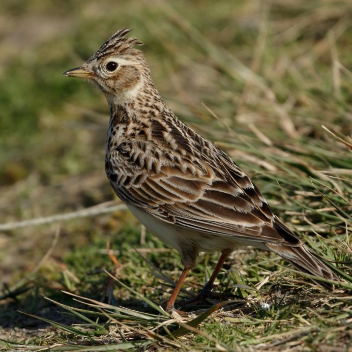 Жайворонок Алена