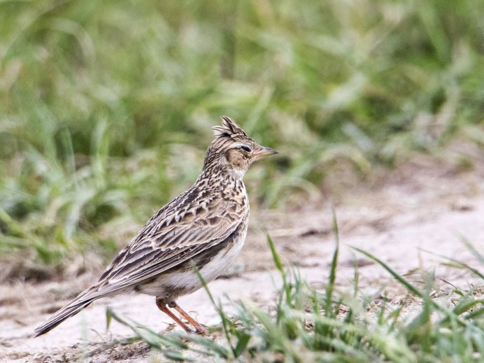 Ареал полевого жаворонка
