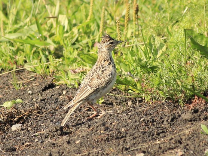 Полевой Жаворонок голос