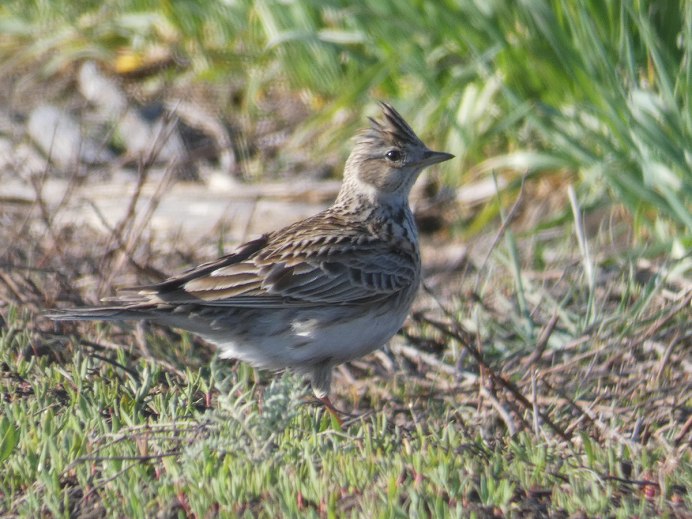 Перо трясогузки фото