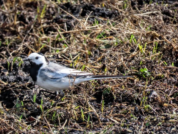 Птица с желтым клювом в Москве