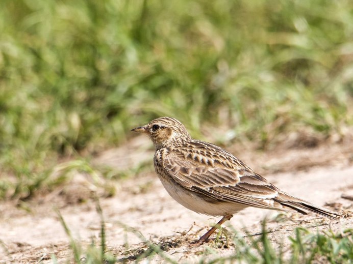 Красногорлая трясогузка