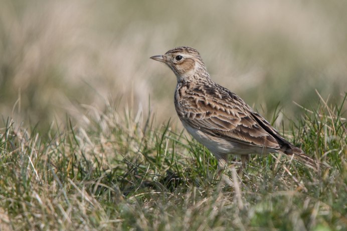 Луговой Жаворонок