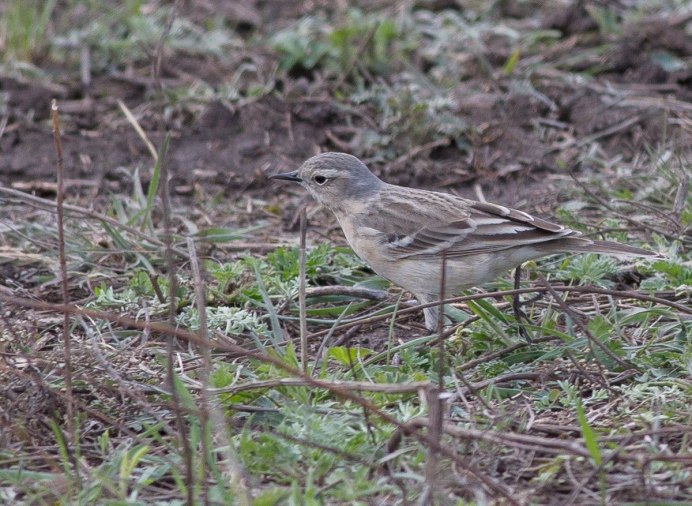 Полевой Степной хохлатый Жаворонок