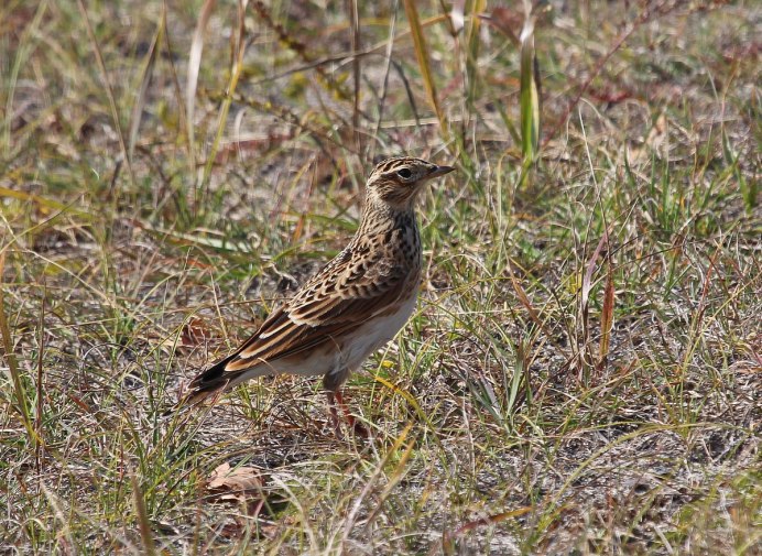 Полевой Жаворонок самка
