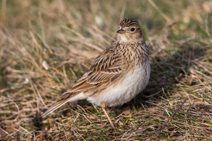 Фото Грача и скворца