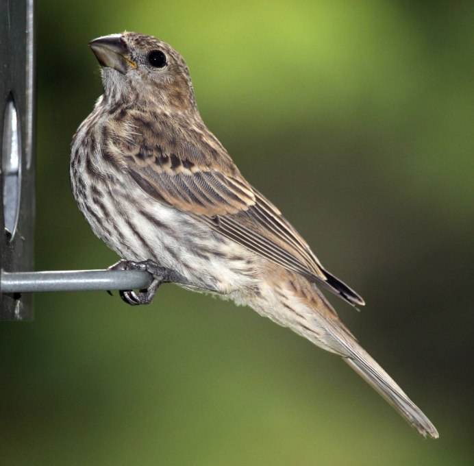 Полевой Жаворонок Зяблик