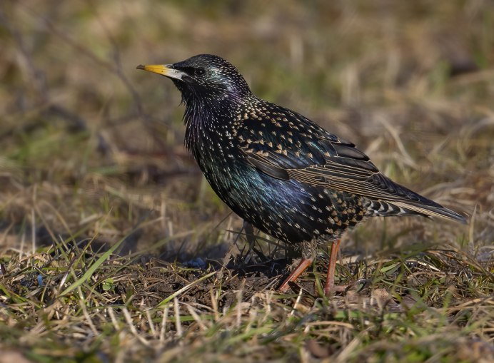 Полевой Жаворонок гнездо