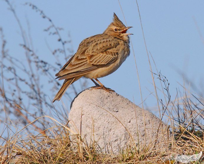 Жаворонки Сибири