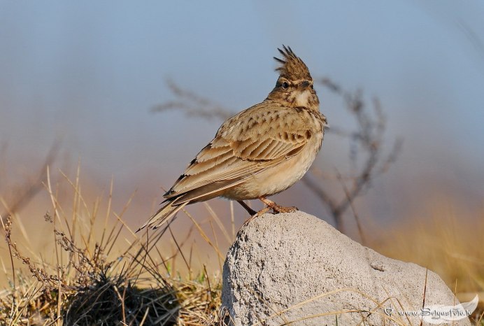 Нзамби и трясогузка
