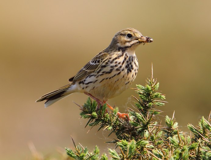 Полевой Жаворонок трясогузка