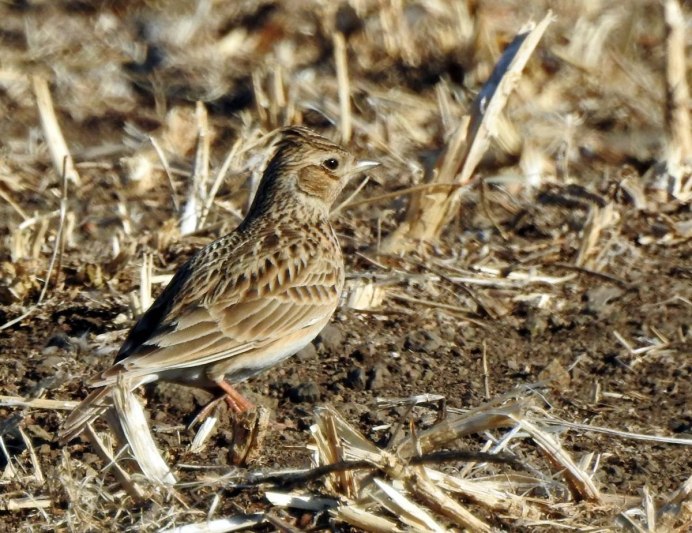 Птица полевой Жаворонок