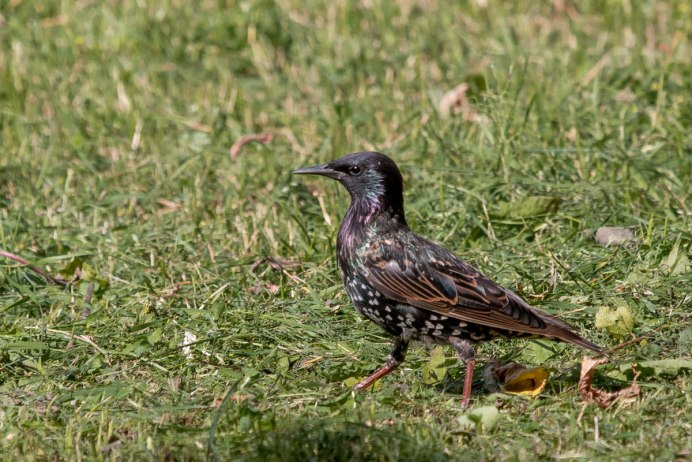 Полевой скворец