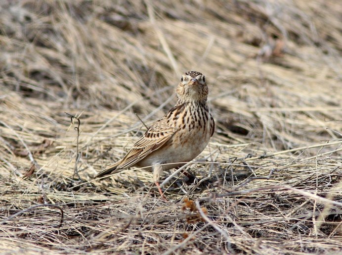 Дрозд Жаворонок конек