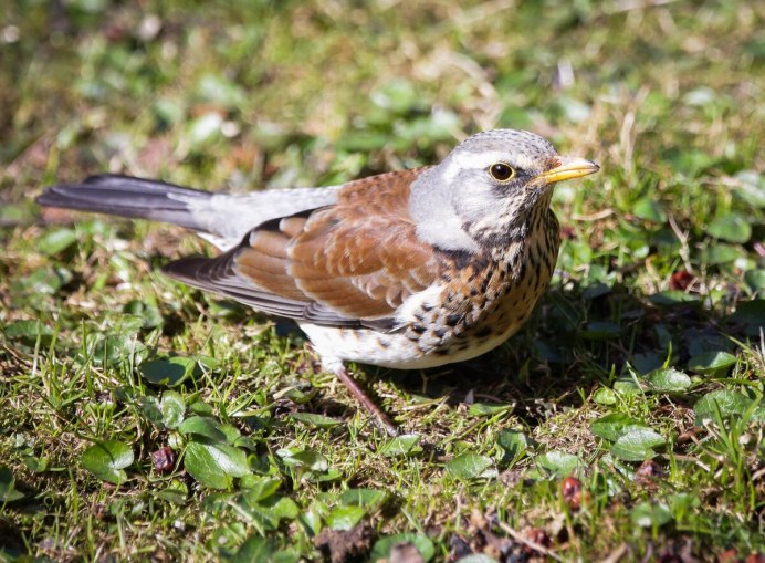 Полевой Жаворонок Зяблик