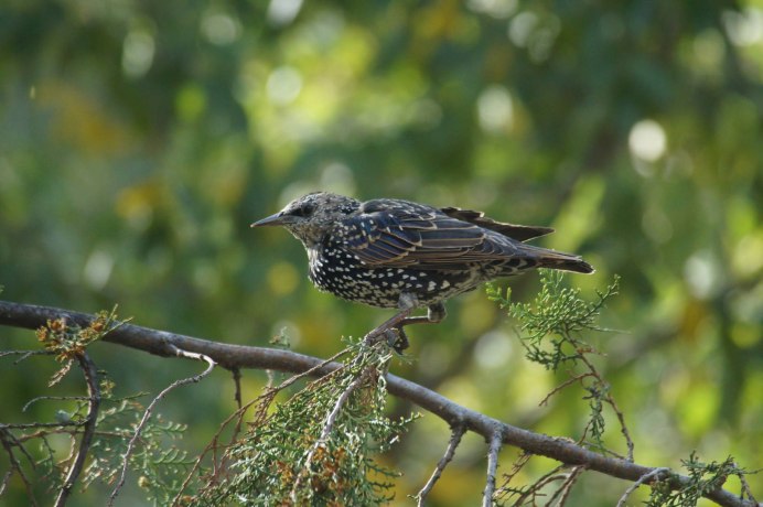 Гнездо хохлатого жаворонка