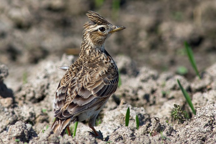 Европейский скворец