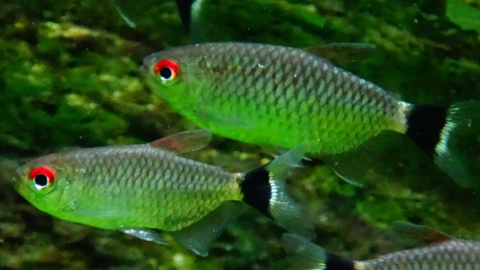 Филомена (Moenkhausia sanctaefilomenae)