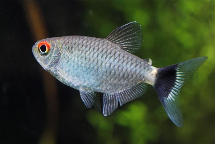 Филомена (Moenkhausia sanctaefilomenae)
