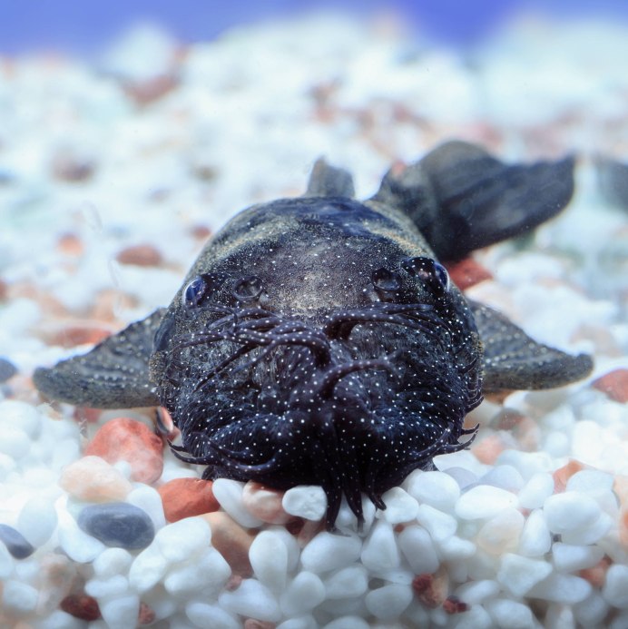 Limia melanogaster (лимия чернобрюхая)