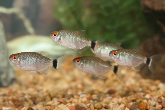 Филомена (Moenkhausia sanctaefilomenae)