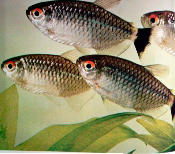Тетра Филомена (Moenkhausia sanctaefilomenae)