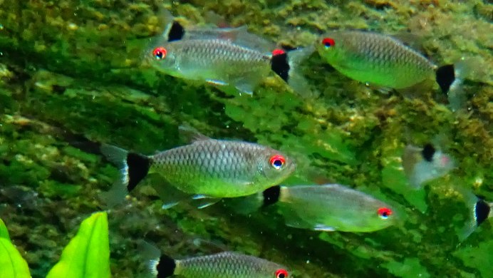 Moenkhausia sanctaefilomenae